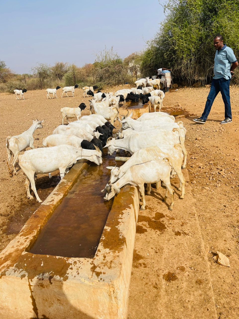 Goats drinking from a long concrete water trough