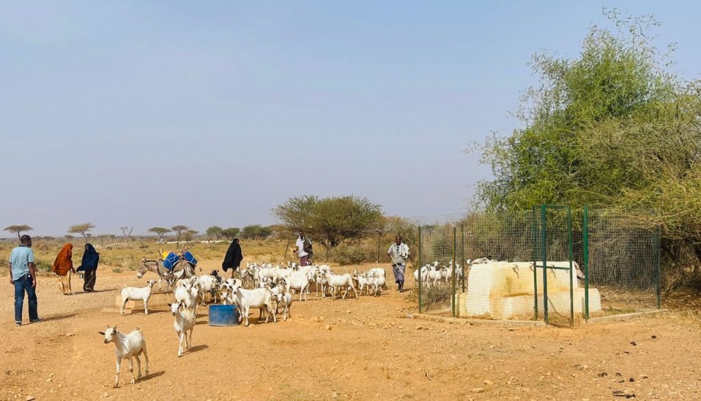 Herders and goats approaching a fenced water point under a clear sky