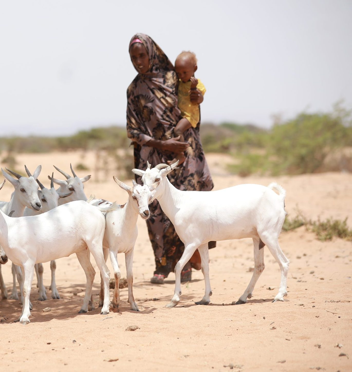 A woman carrying a small child walks behind a group of white goats